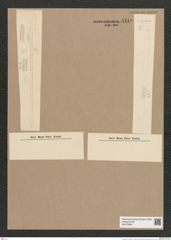 Synedra sp. (de-Toni-Nr.: Genus 66) Zeichnungen Sammlung Grunow Nr. 5410 (NHMW-BOT-W0373842)